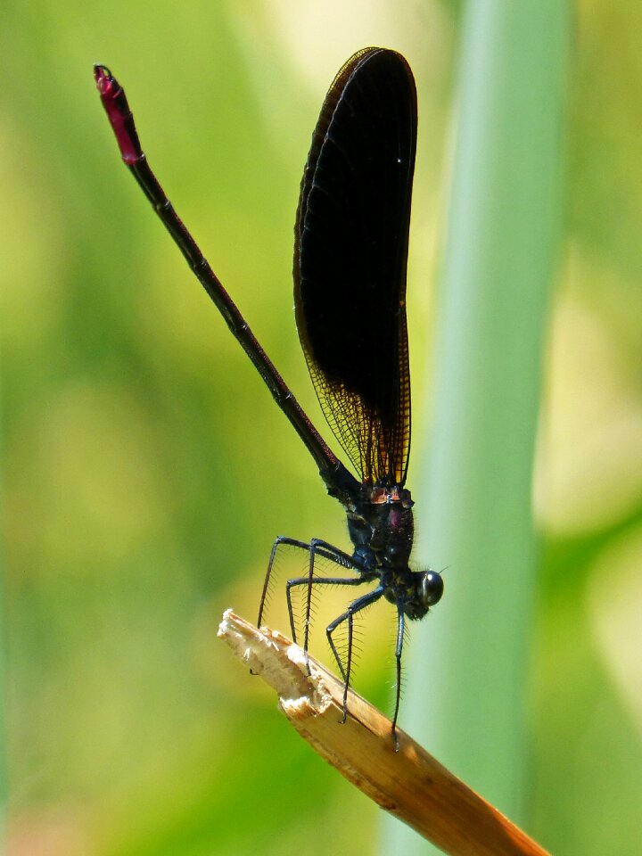 Calopteryx haemorrhoidalis winged insect iridescent