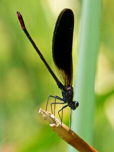 Calopteryx haemorrhoidalis winged insect iridescent photo