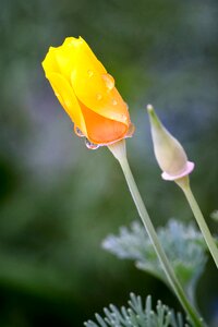California bloom golden