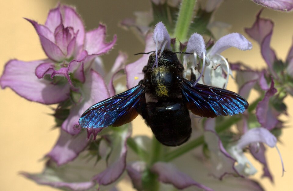 Insecta flower nature