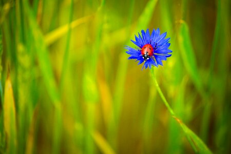 Ladybug insects flowers