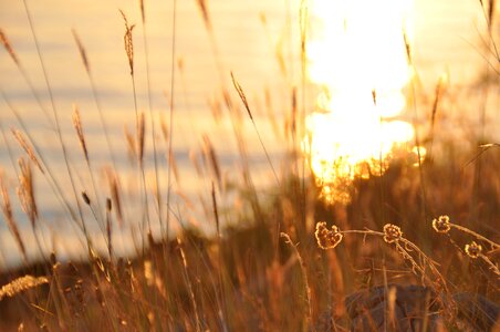 Blade of grass dusk backlighting