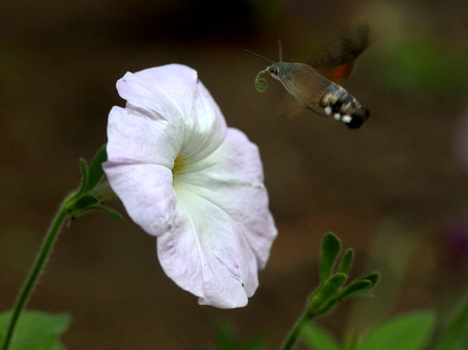 Pollen flight insecta