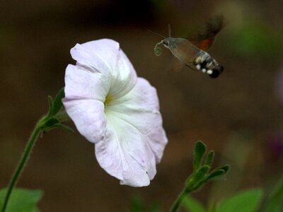 Pollen flight insecta