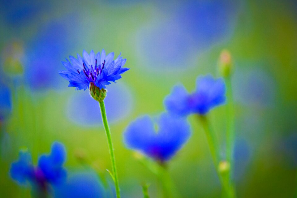 Flowers bright beautiful