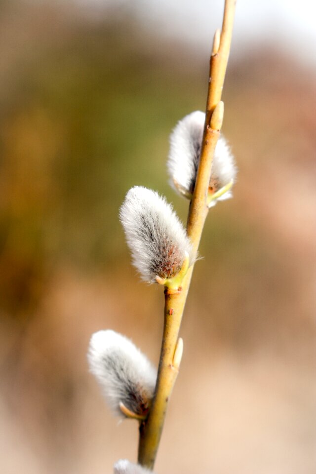 Nature branches march