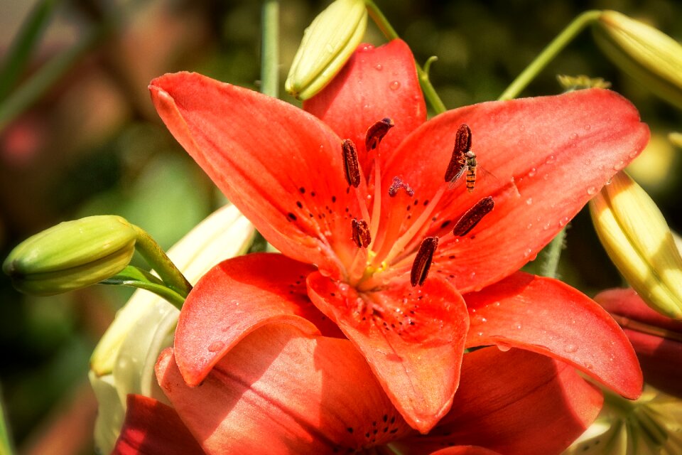 Orange flower summer flower