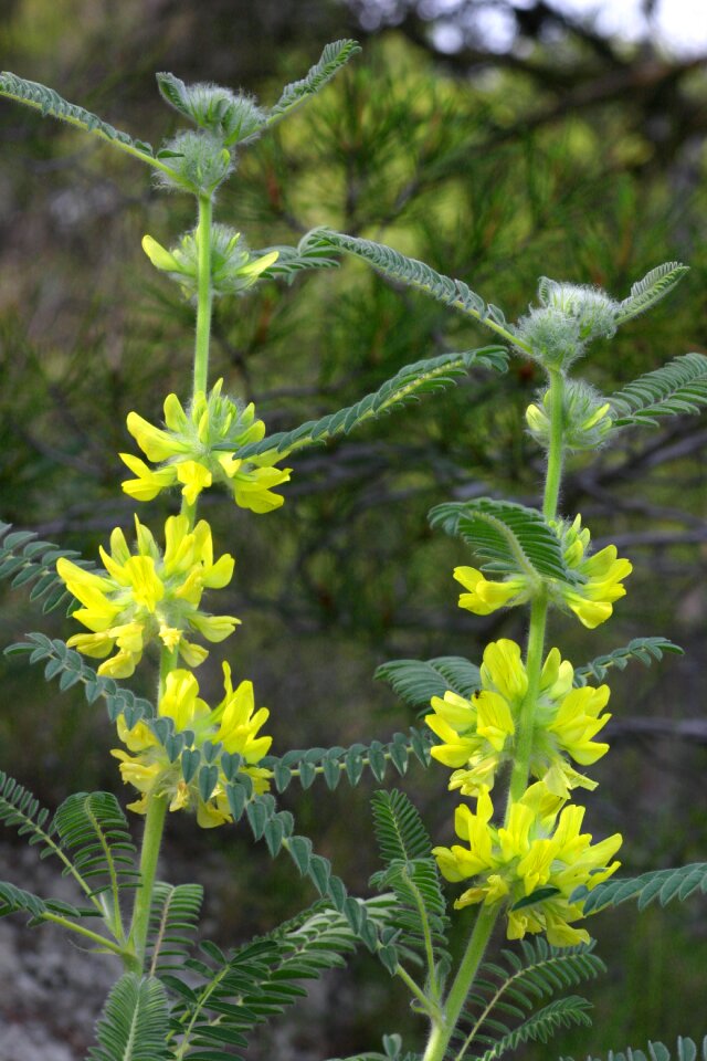Astragalus from narbonne clape flowers
