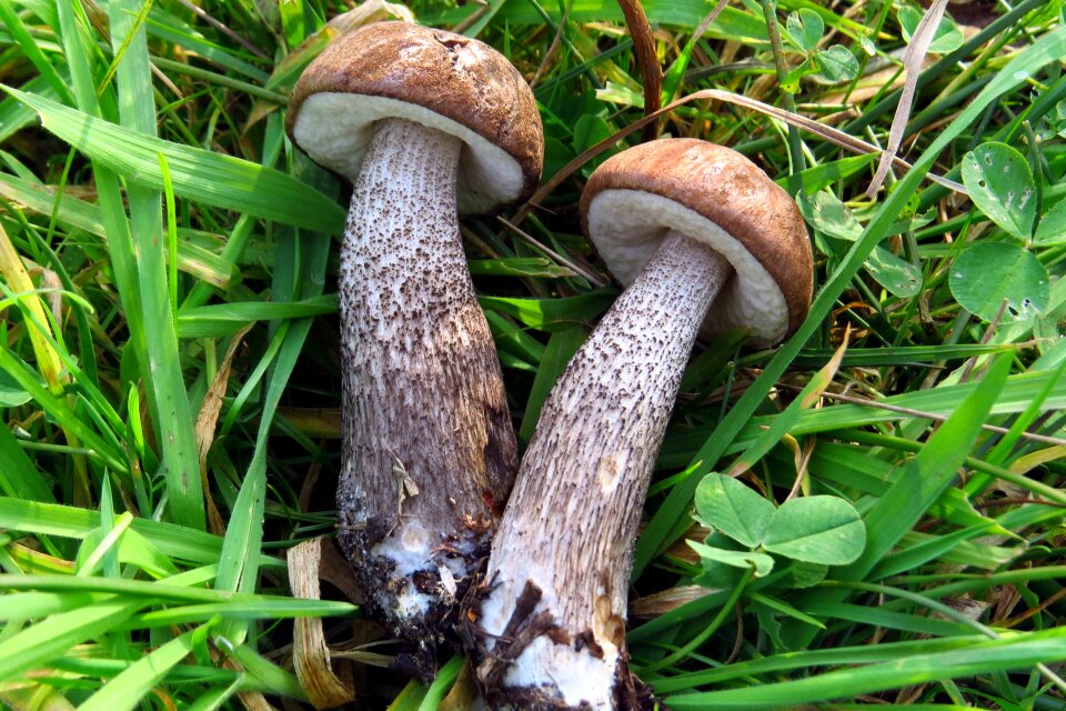 Mushrooms birch mushroom mushroom picking