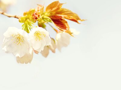 Plant spring white