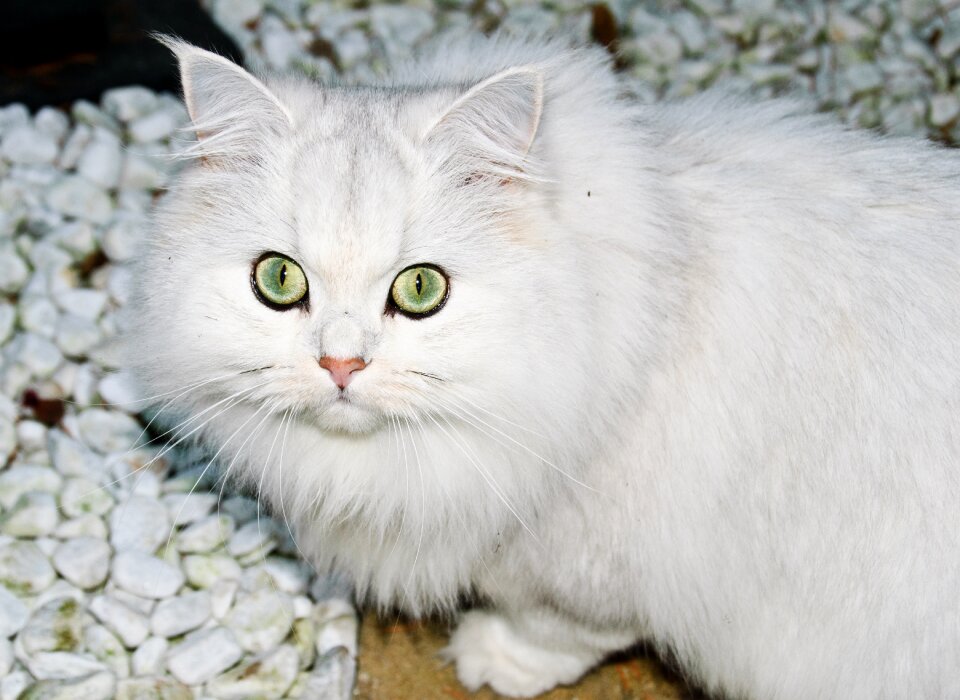 Predator big cat animal