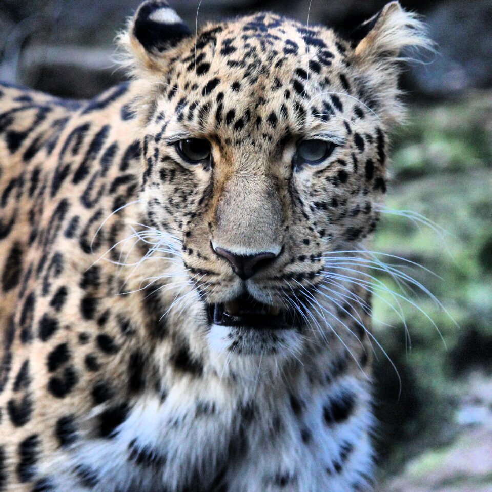 Tiger wildlife photography