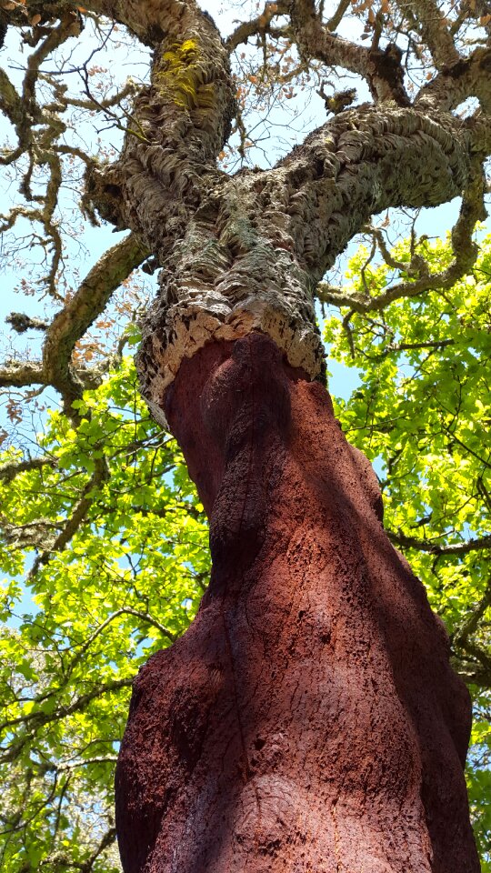 Mediterranean sardinia cork