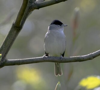 Blackcap bird tree