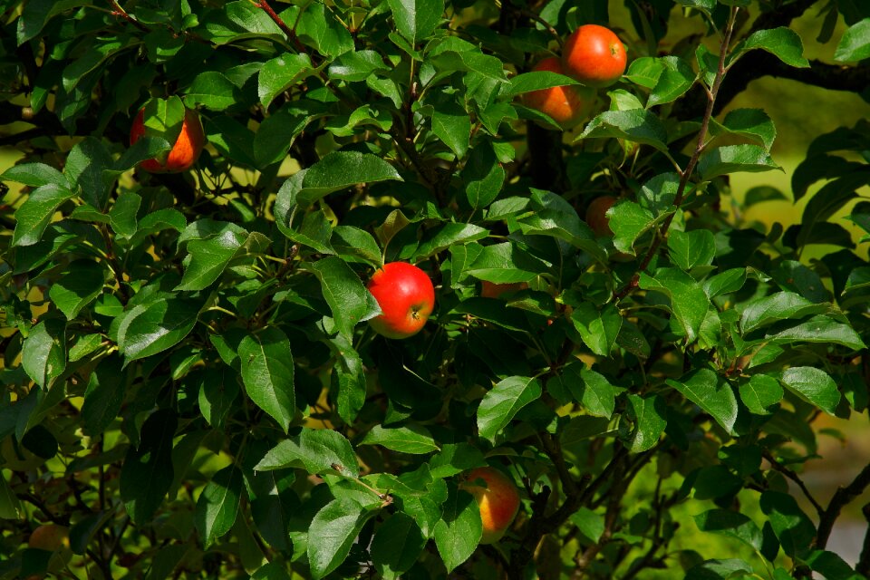 Nature fruit autumn