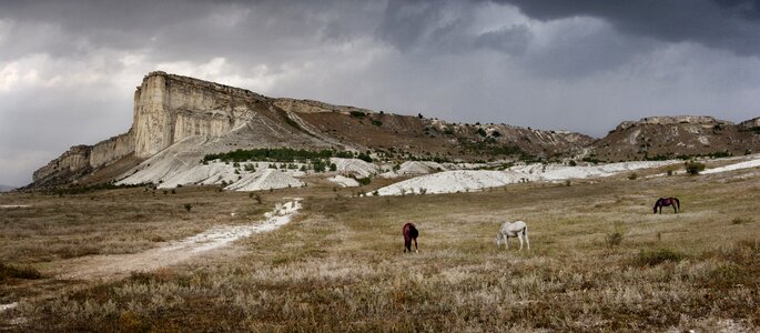 Horse crimea white rock