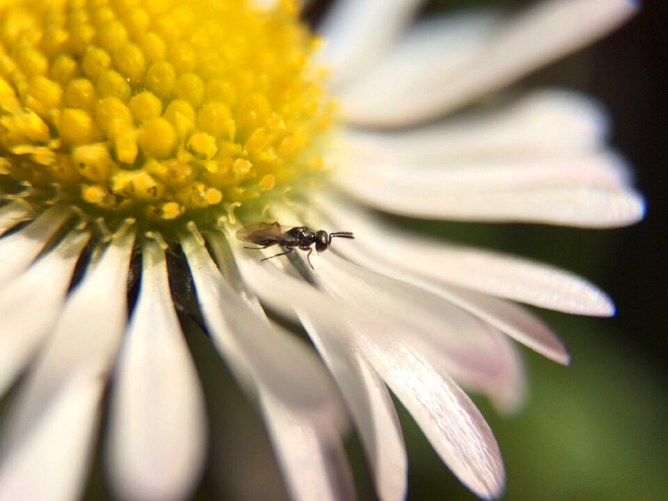 Bug fly macro