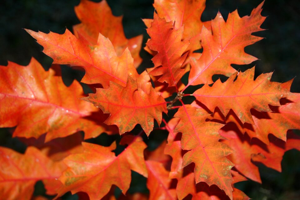 Leaves colors oak tree