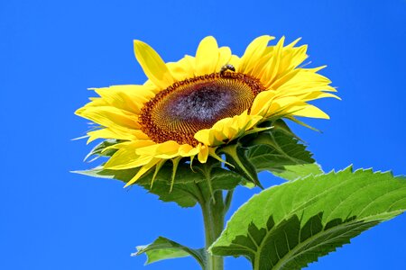 Bloom bloom yellow
