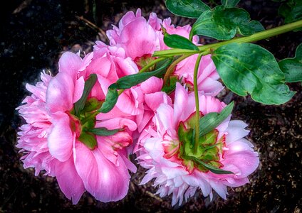 Paeoniaceae spring flowers full bloom