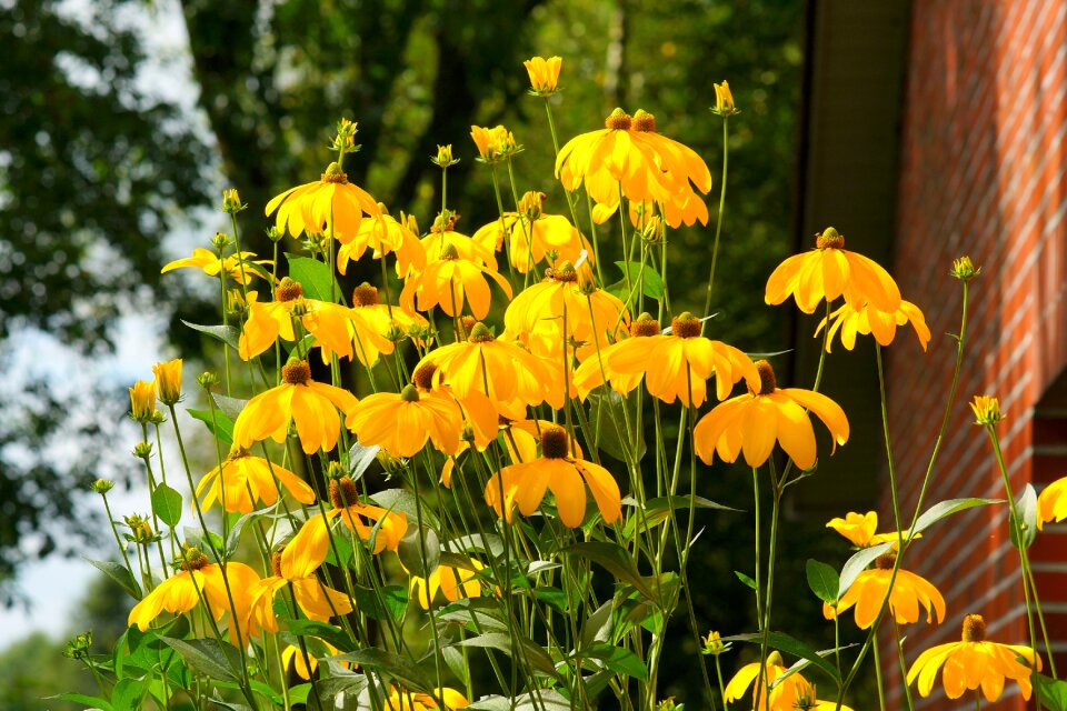 Yellow plant close up