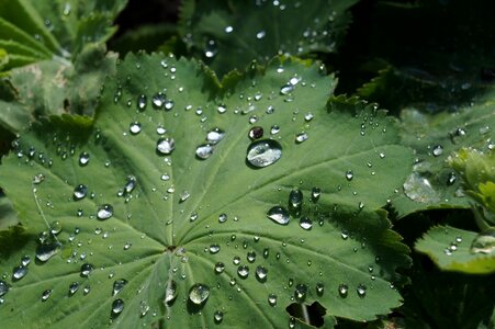 Drops morning water