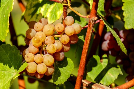 Vine winegrowing evening sun