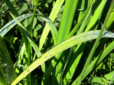 Grass summer growth photo