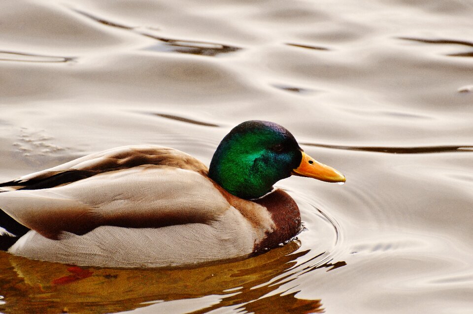 Plumage water feather