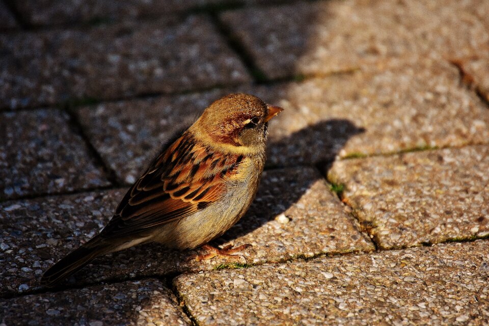 Cute nature plumage