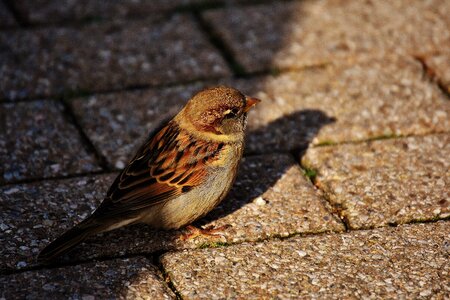 Cute nature plumage photo