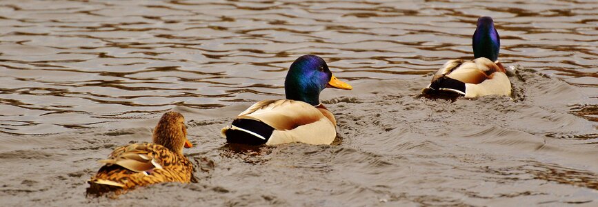 Plumage water feather