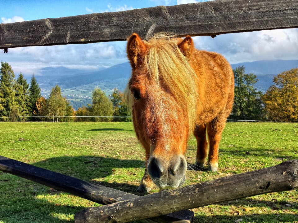 Animals mountains beskids