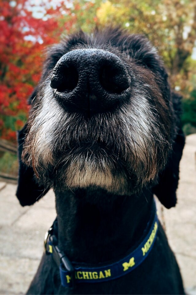 Fall michigan michigan dog