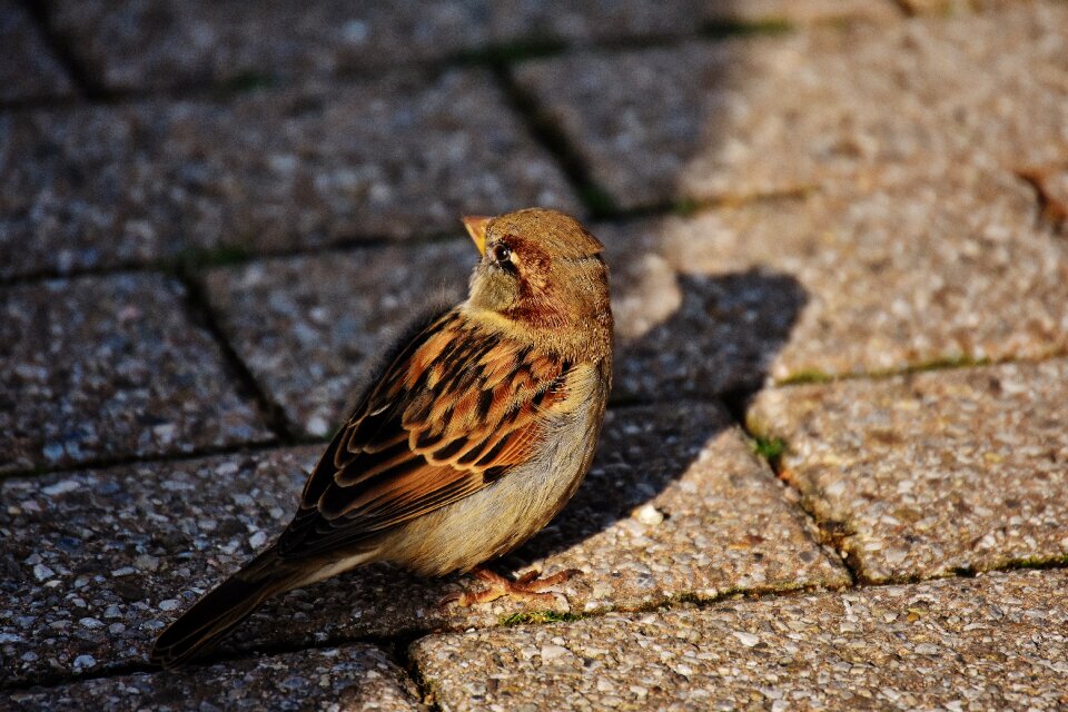 Cute nature plumage