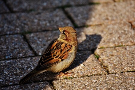 Cute nature plumage