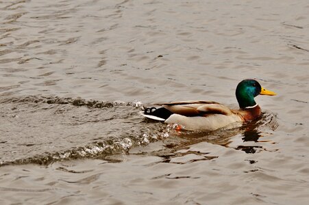 Plumage water feather