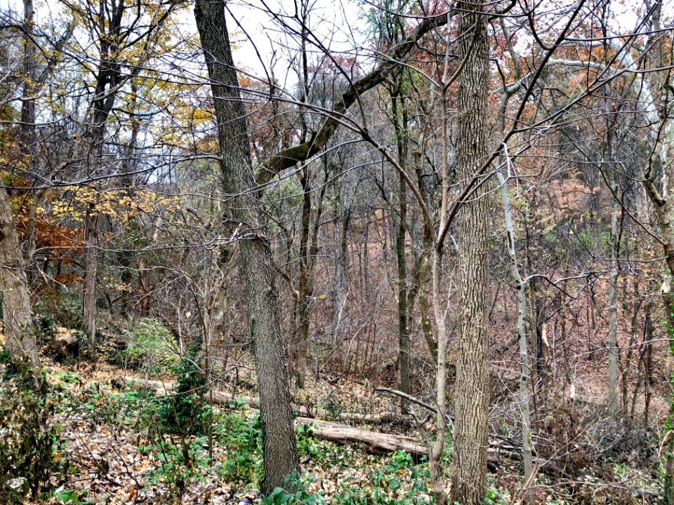 Burnet Woods, Clifton, Cincinnati, OH 