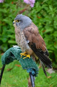 European bird bird of prey