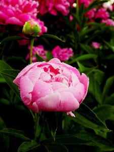 Bloom rose peony