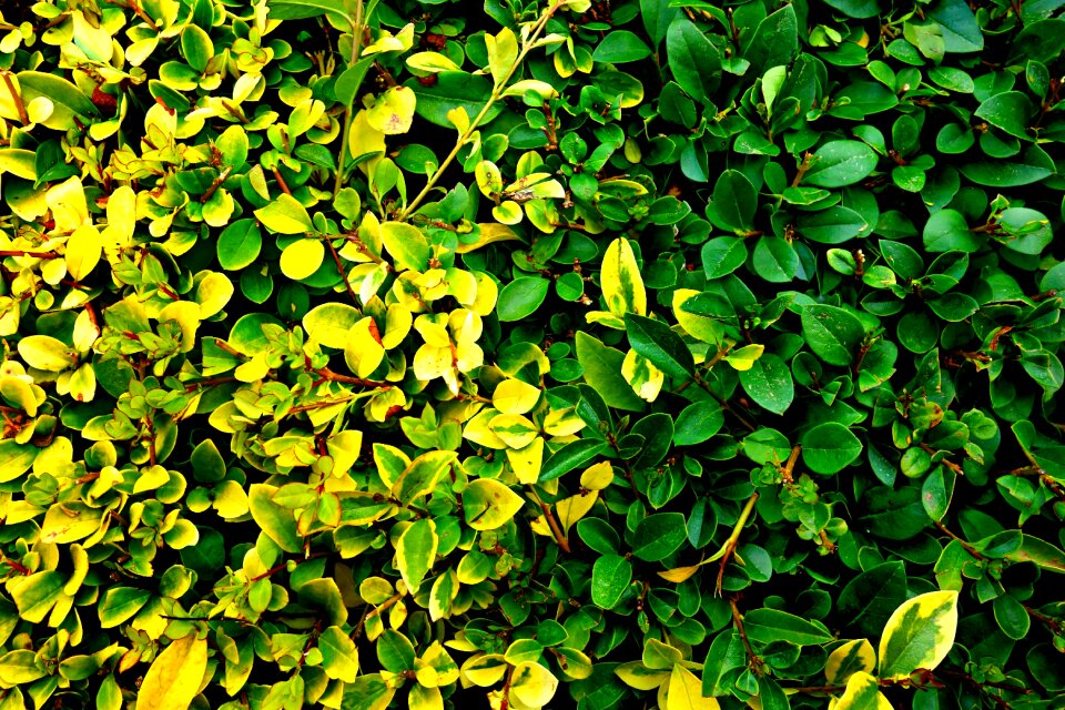 Ornamental border foliage
