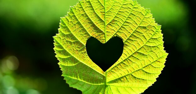 Heart sweetheart leaf veins photo
