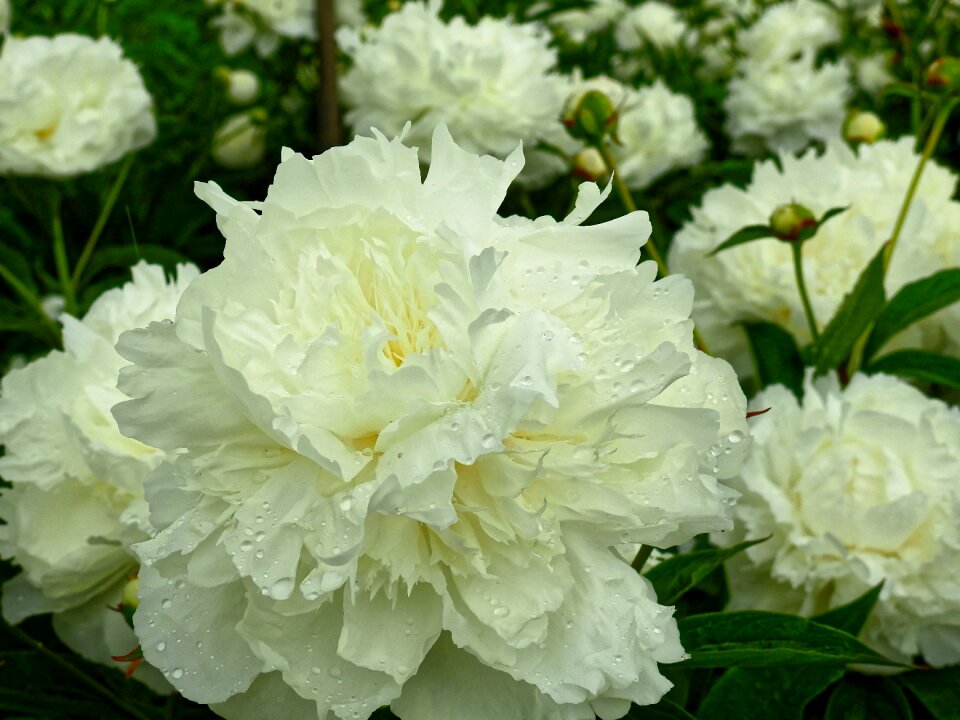 Bloom rose peony