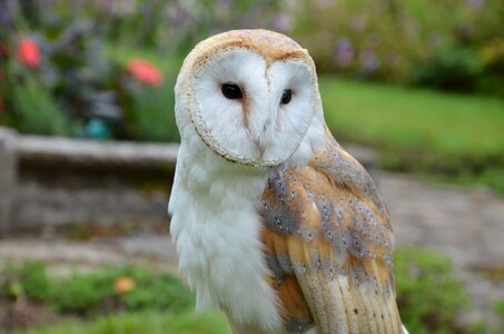 Bird falconry bird of prey