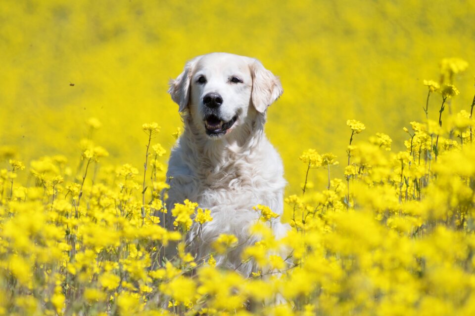 Dog portrait pet meadow