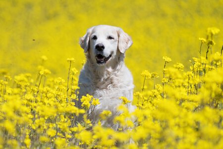 Dog portrait pet meadow