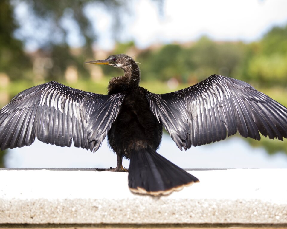 Beak seabird taking flight