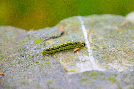 Insect larvae macro