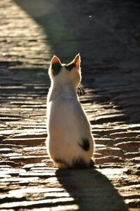 Sunlight animal animal world
