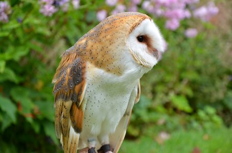 Falconry bird of prey green owl